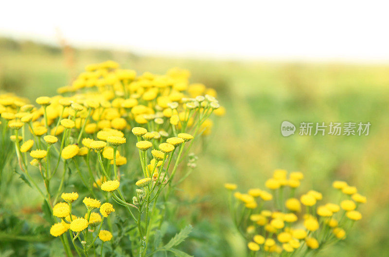 檀香(Tanacetum vulgare)